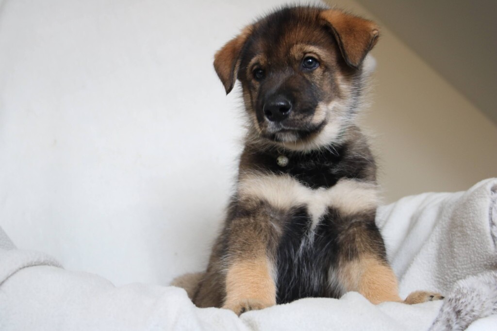 wolf puppies for sale gumtree
